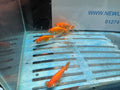 Celestial 7-8cm Chinese Fancy Goldfish (Picked at Random) (BF4B)