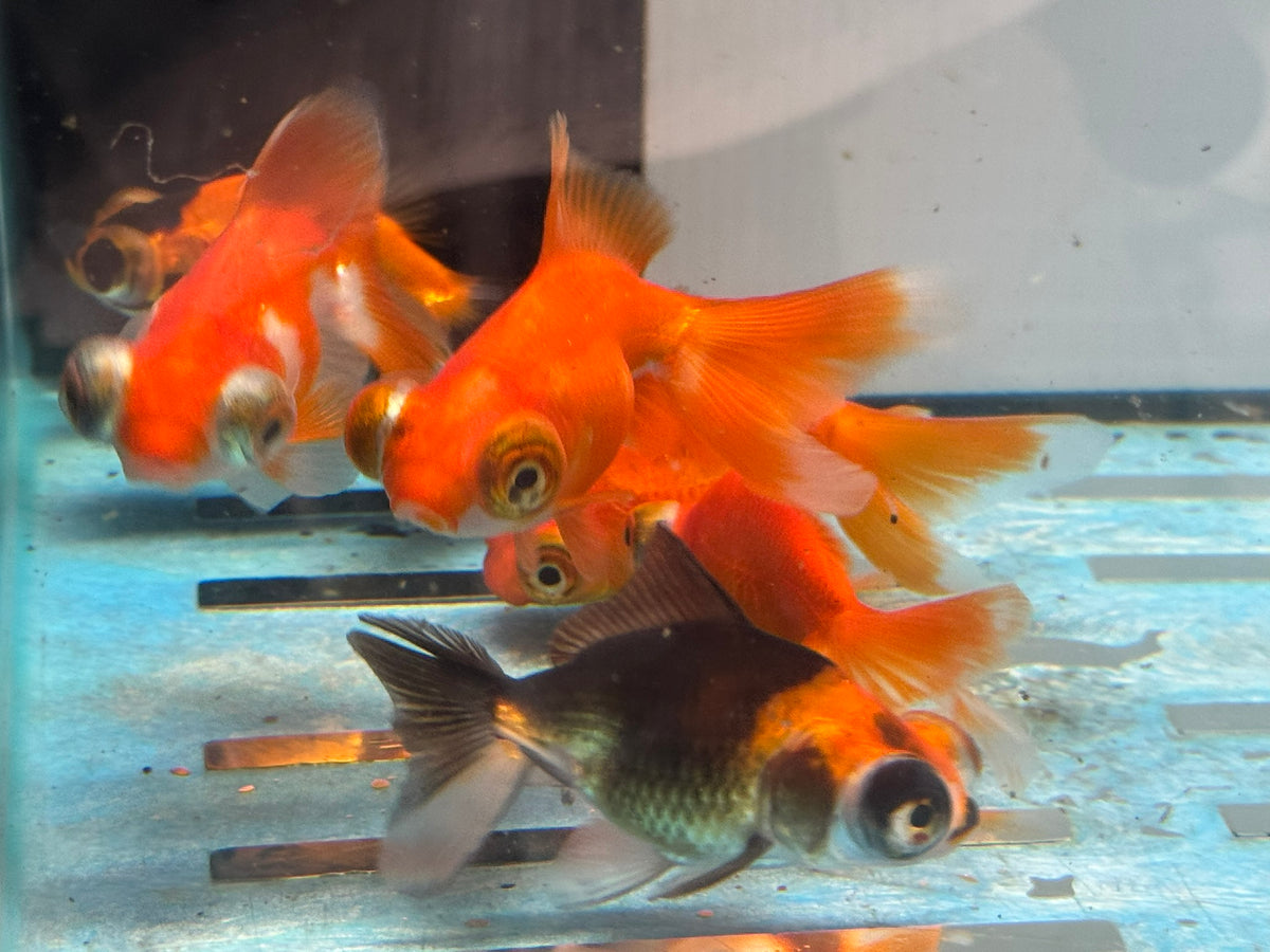 Butterfly Moor 7-8cm Chinese Fancy Goldfish  Assorted colours (BF5B)
