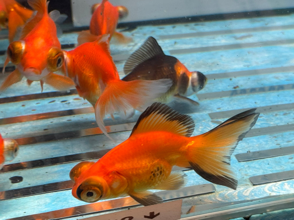 Butterfly Moor 7-8cm Chinese Fancy Goldfish  Assorted colours (BF5B)