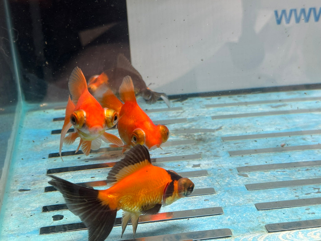 Butterfly Moor 7-8cm Chinese Fancy Goldfish  Assorted colours (BF5B)