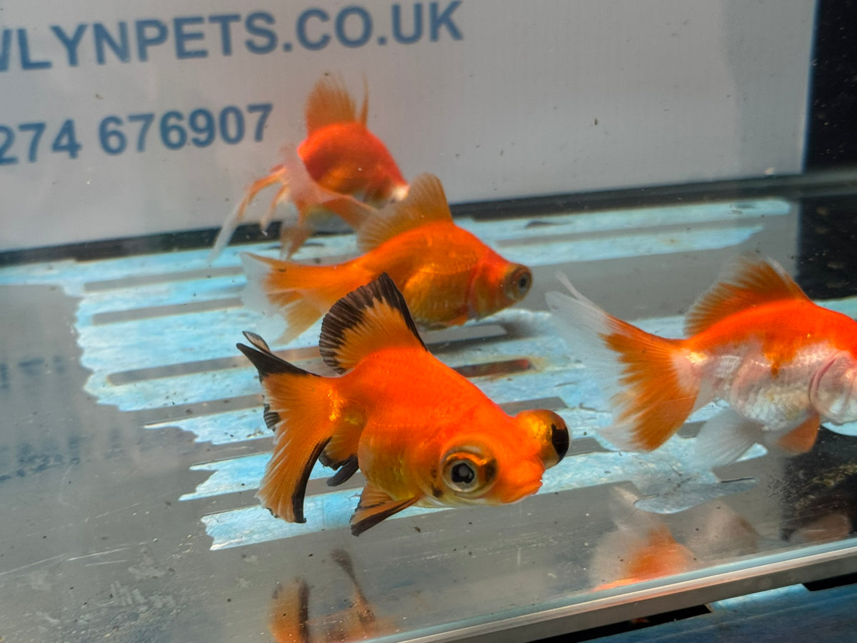 Butterfly Moor 7-8cm Chinese Fancy Goldfish  Assorted colours (BF5B)