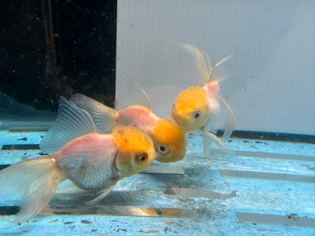 Lemon Head Oranda 7-8cm Chinese Fancy Goldfish
