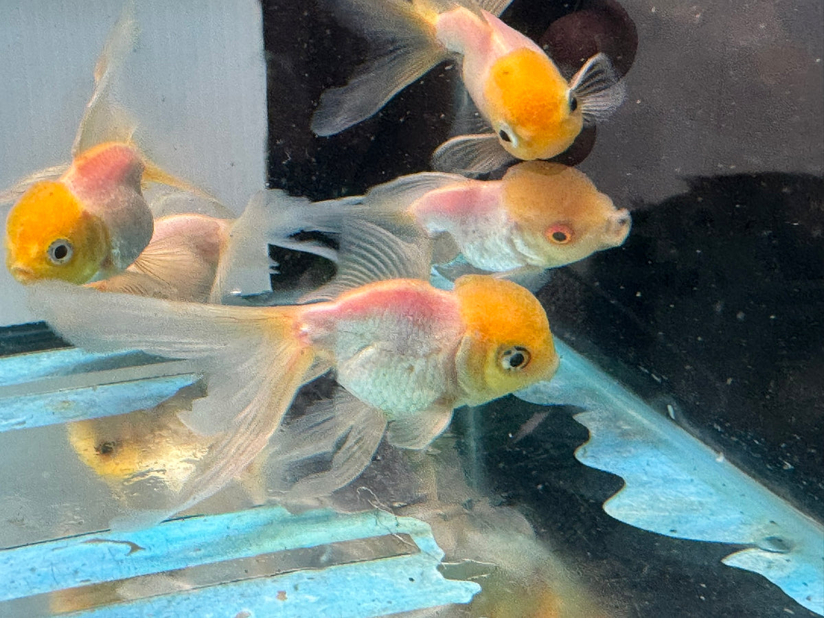 Lemon Head Oranda 7-8cm Chinese Fancy Goldfish