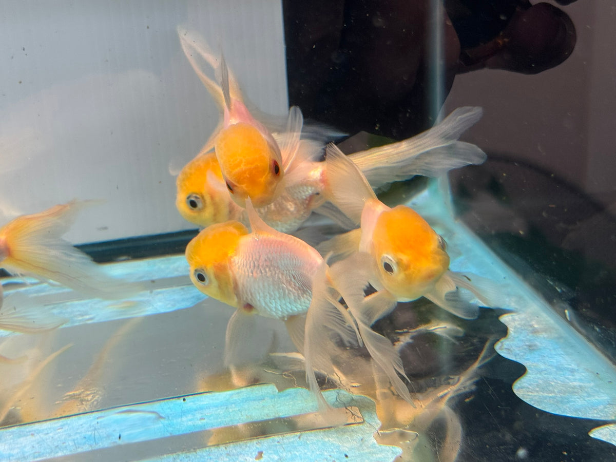 Lemon Head Oranda 7-8cm Chinese Fancy Goldfish