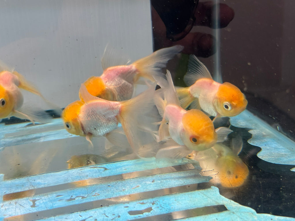 Lemon Head Oranda 7-8cm Chinese Fancy Goldfish