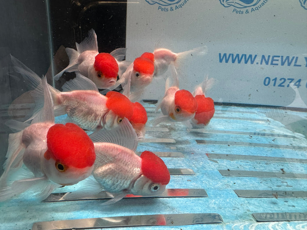 Red Cap Oranda 7-8cm Chinese Fancy Goldfish