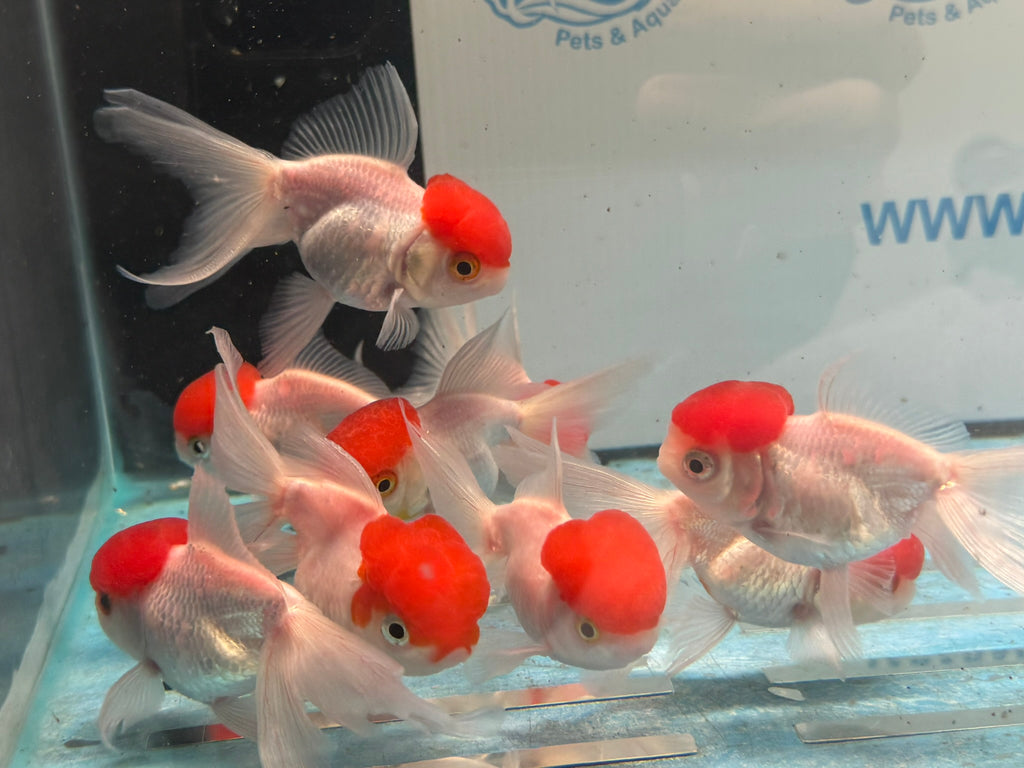 Red Cap Oranda 7-8cm Chinese Fancy Goldfish