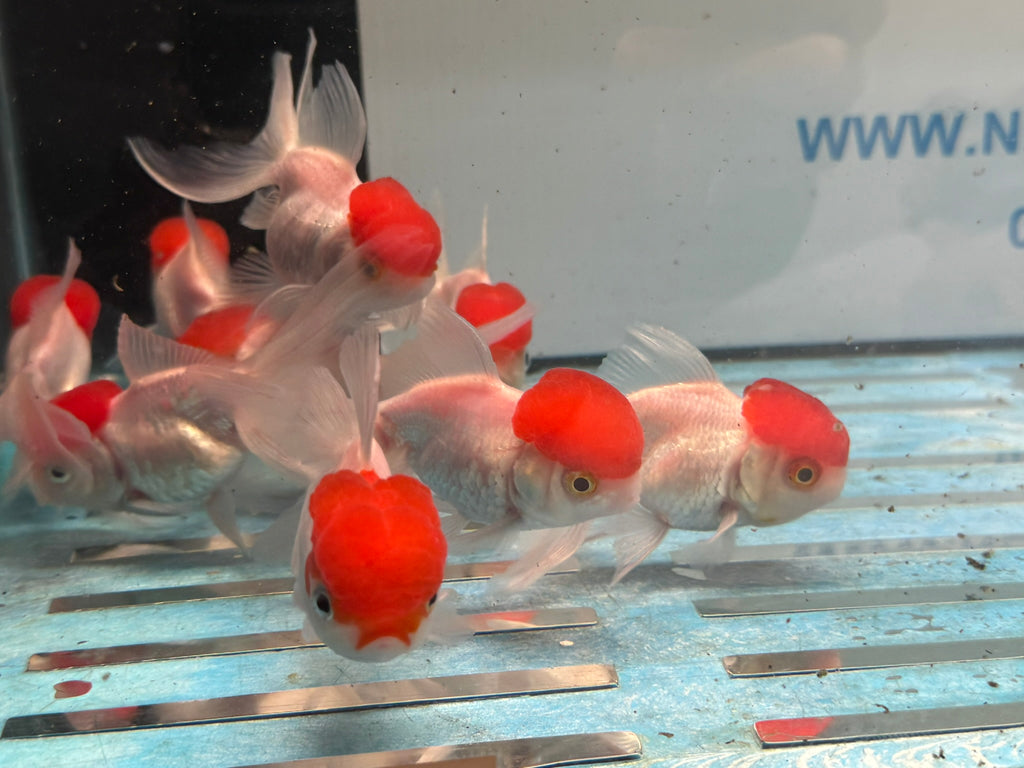 Red Cap Oranda 7-8cm Chinese Fancy Goldfish