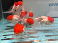 Red Cap Oranda 7-8cm Chinese Fancy Goldfish