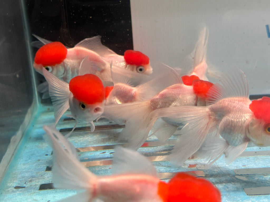 Red Cap Oranda 7-8cm Chinese Fancy Goldfish