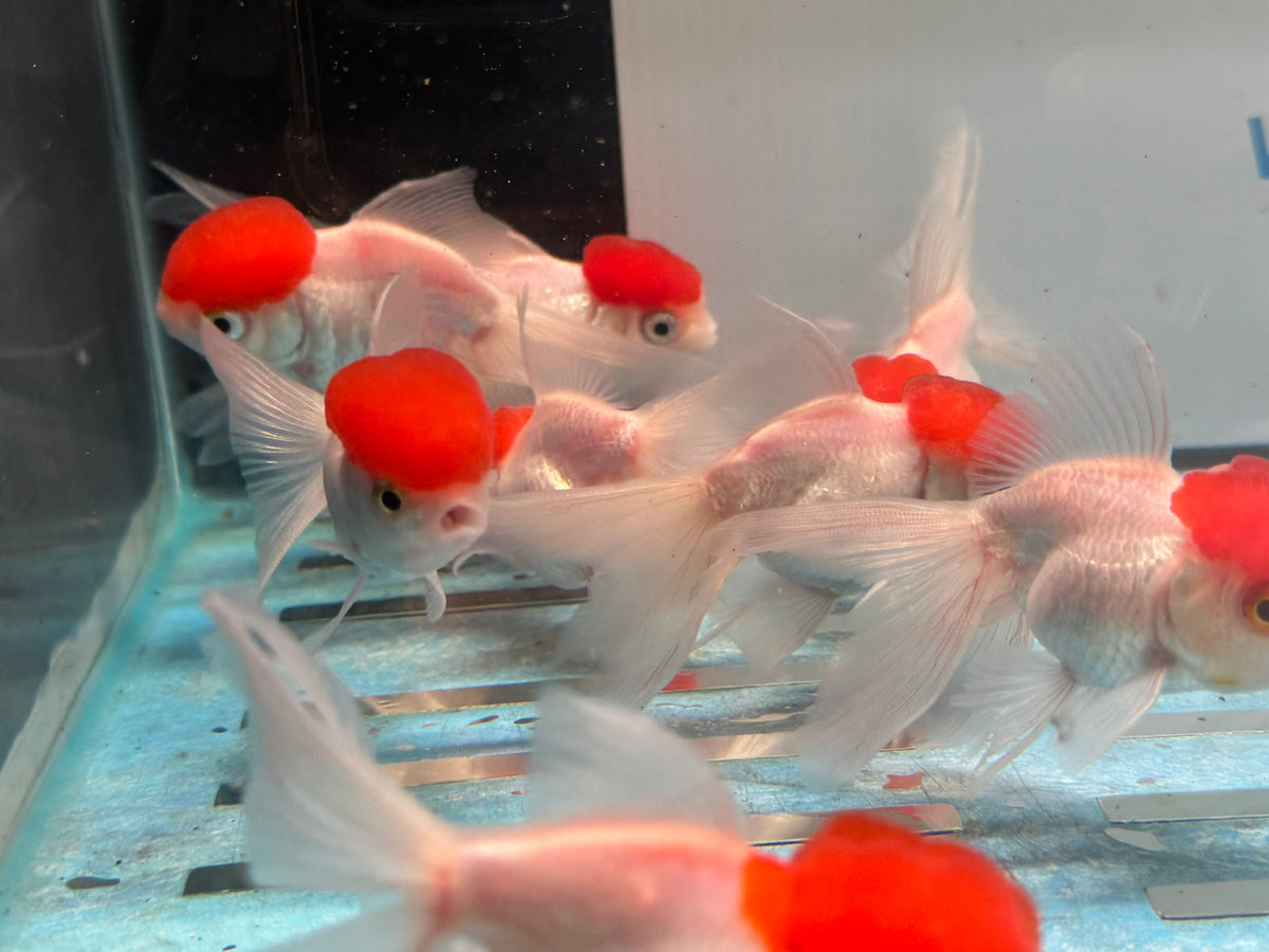 Red Cap Oranda 7-8cm Chinese Fancy Goldfish