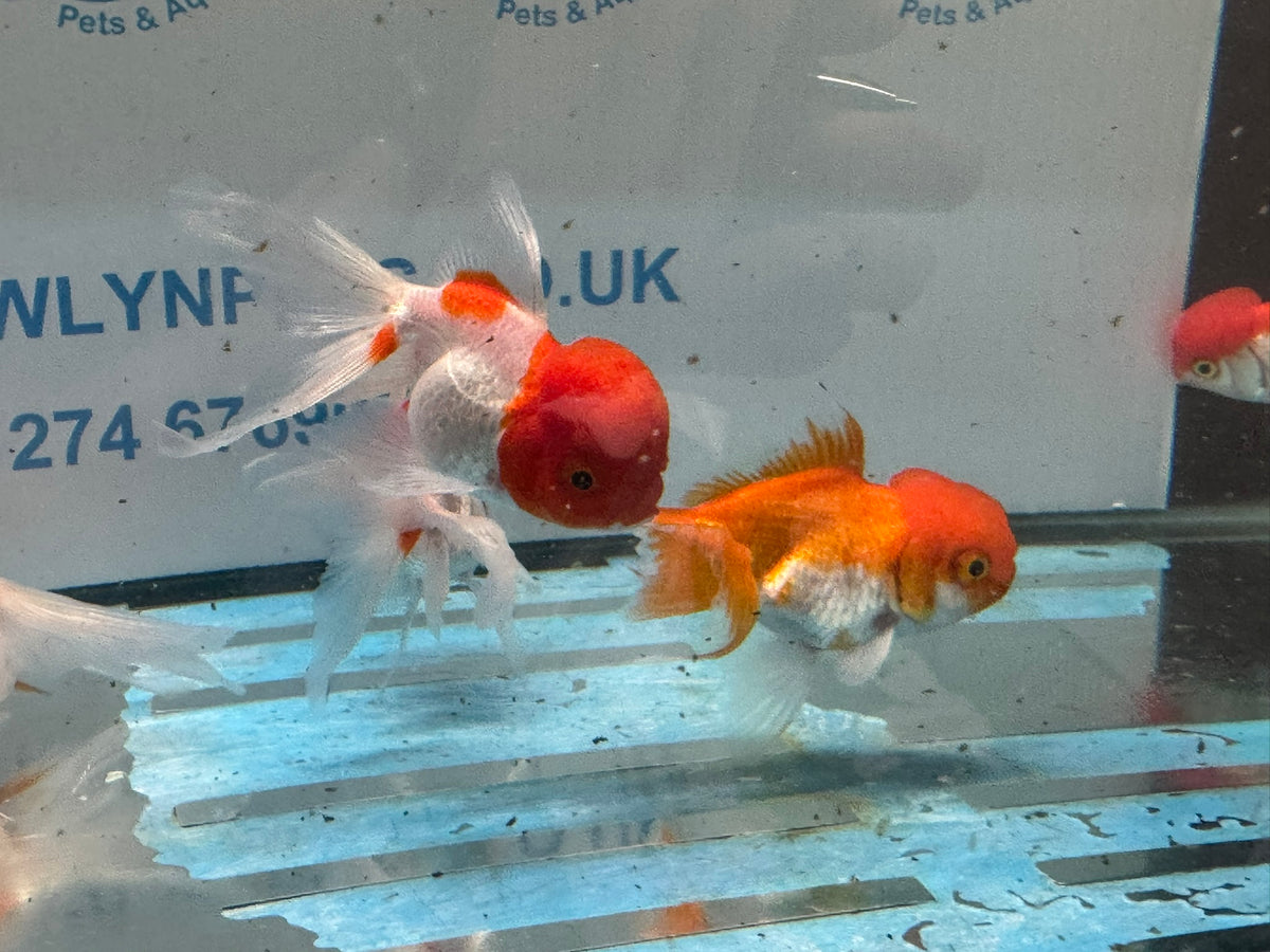 Oranda Red/White Chinese Fancy Goldfish 7-8cm (Picked at Random)