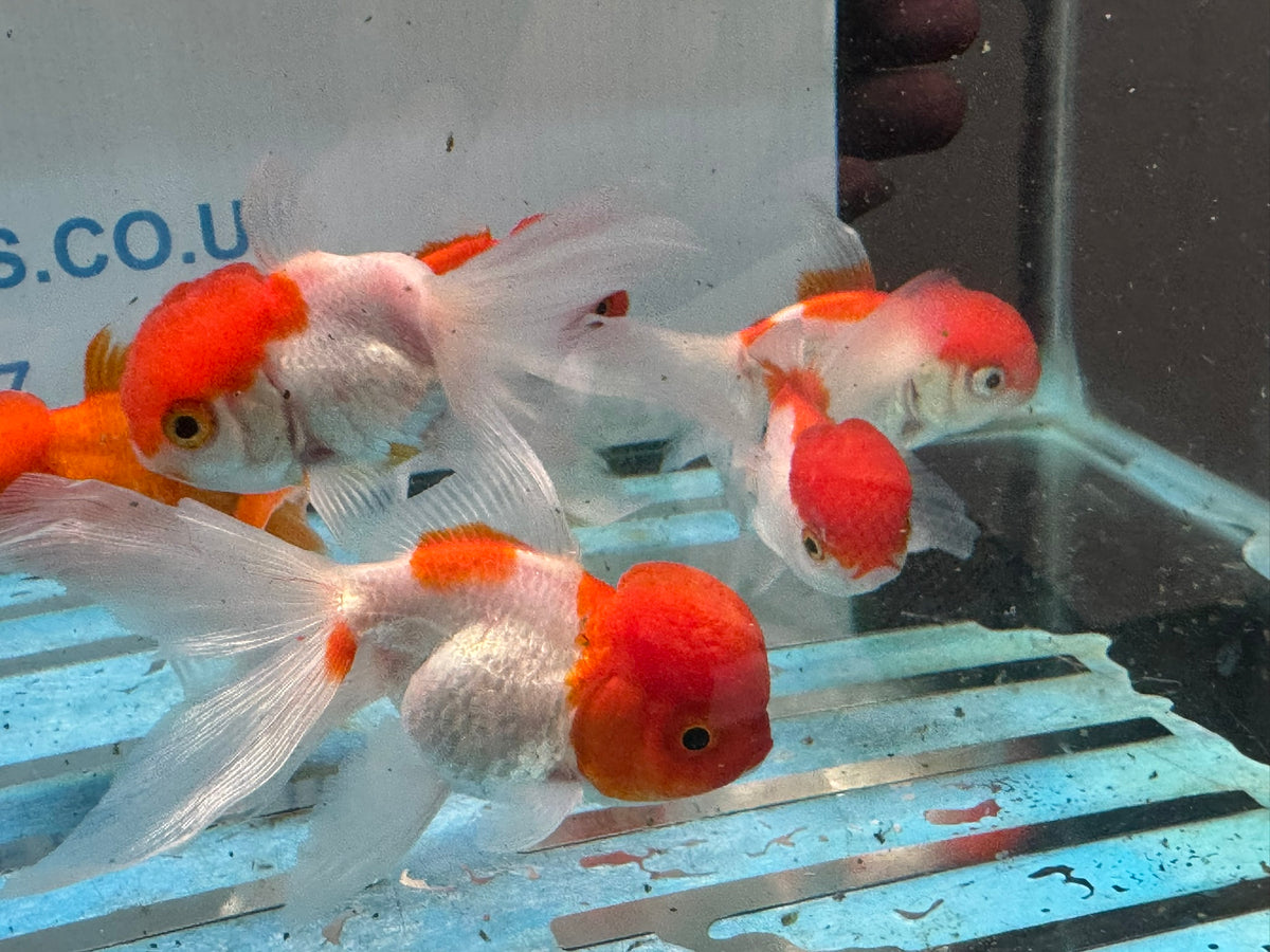 Oranda Red/White Chinese Fancy Goldfish 7-8cm (Picked at Random)