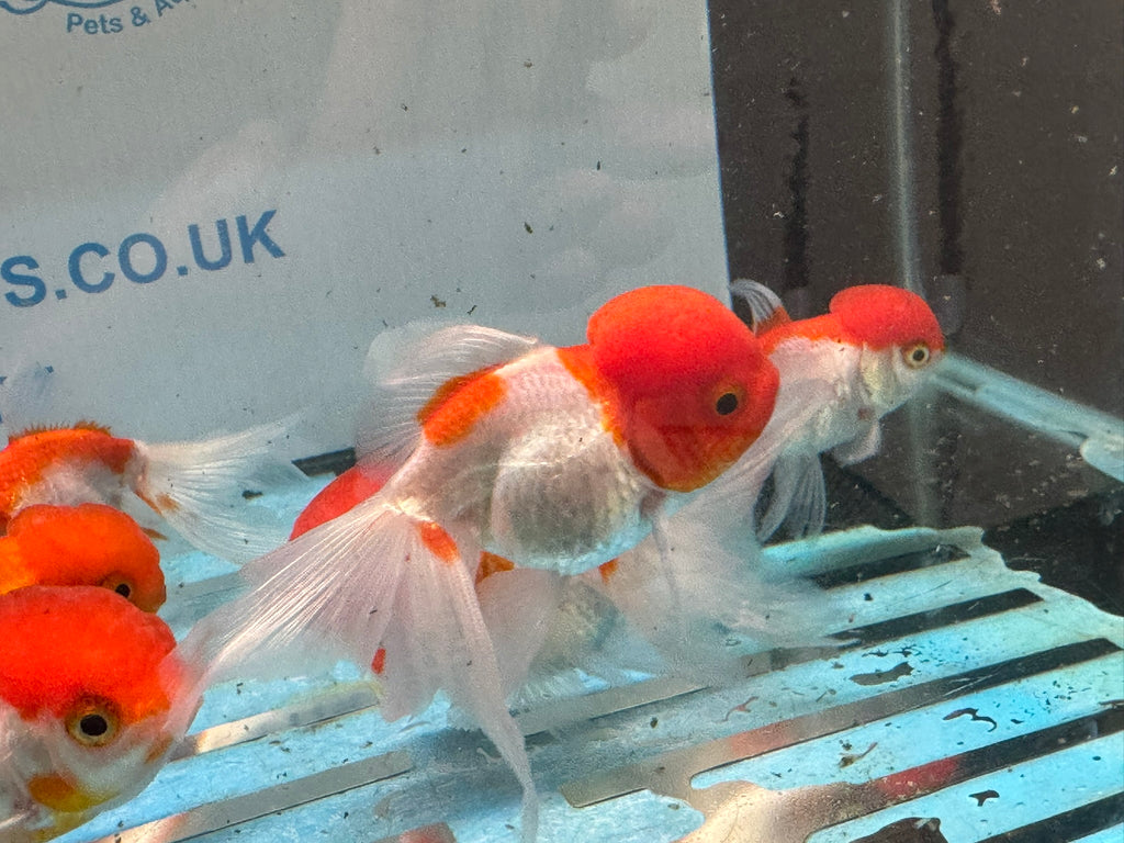 Oranda Red/White Chinese Fancy Goldfish 7-8cm (Picked at Random)