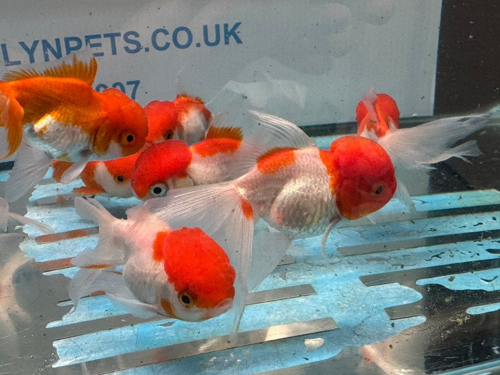 Oranda Red/White Chinese Fancy Goldfish 7-8cm (Picked at Random)