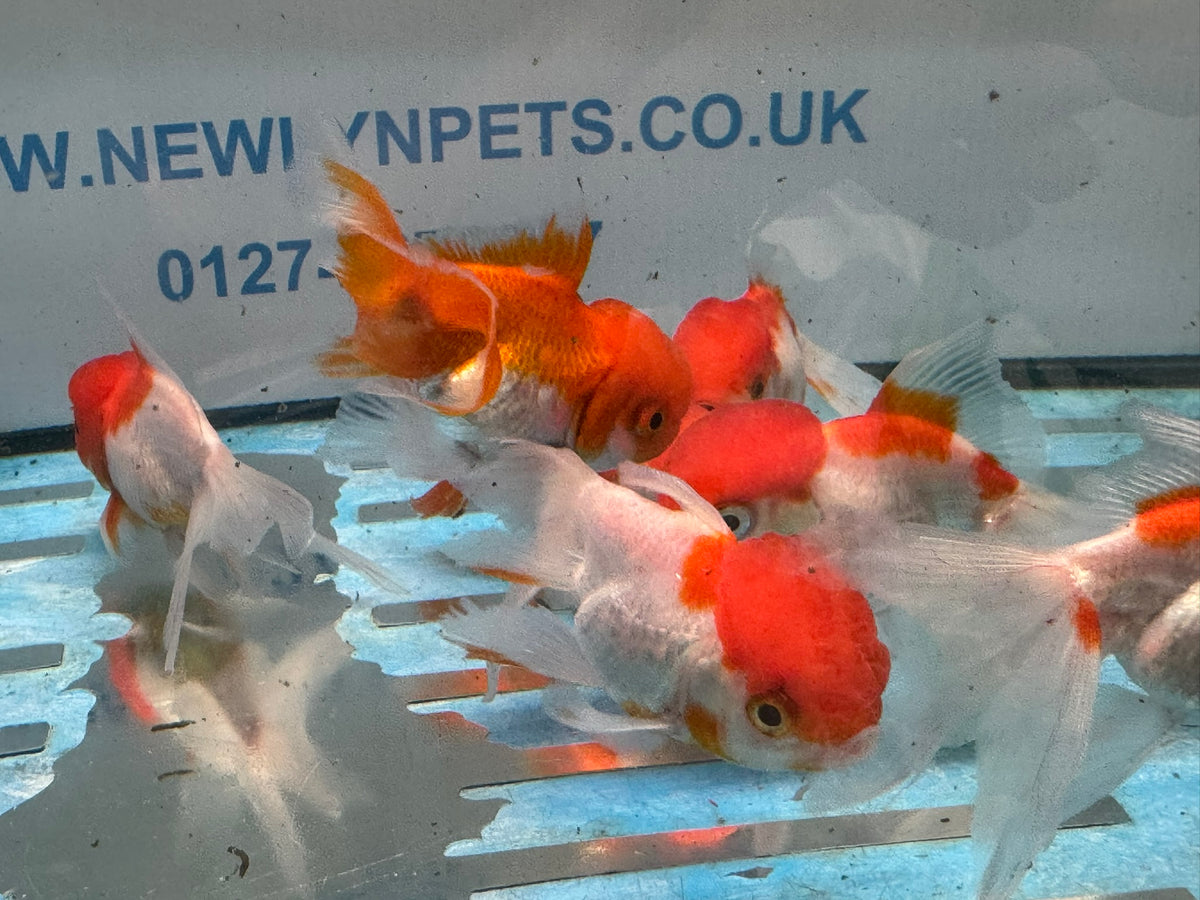 Oranda Red/White Chinese Fancy Goldfish 7-8cm (Picked at Random)