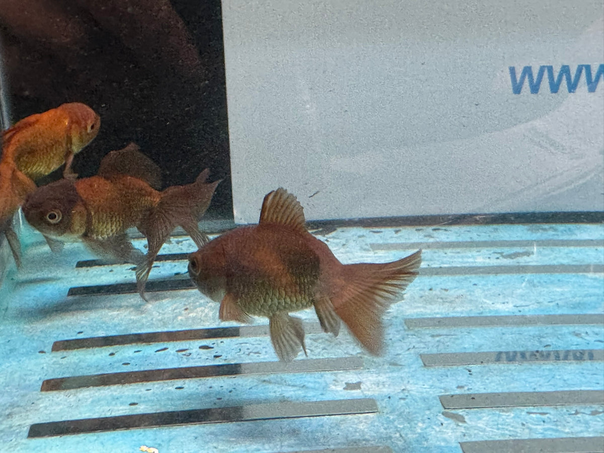 Chocolate Oranda  7-8cm Chinese Fancy Goldfish