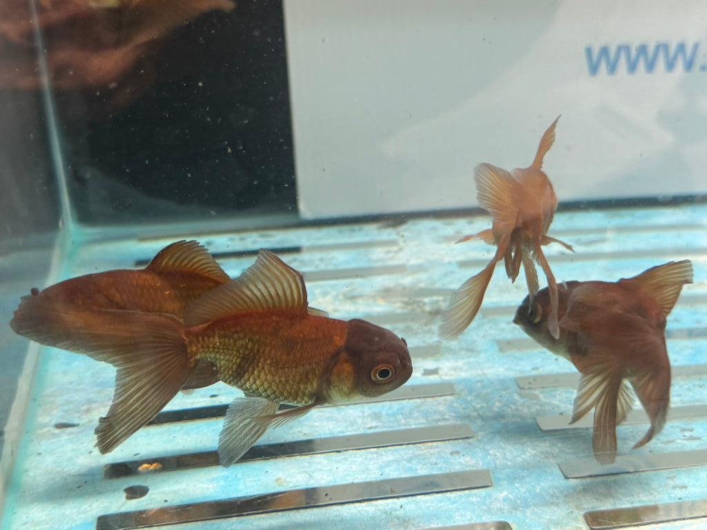 Chocolate Oranda  7-8cm Chinese Fancy Goldfish