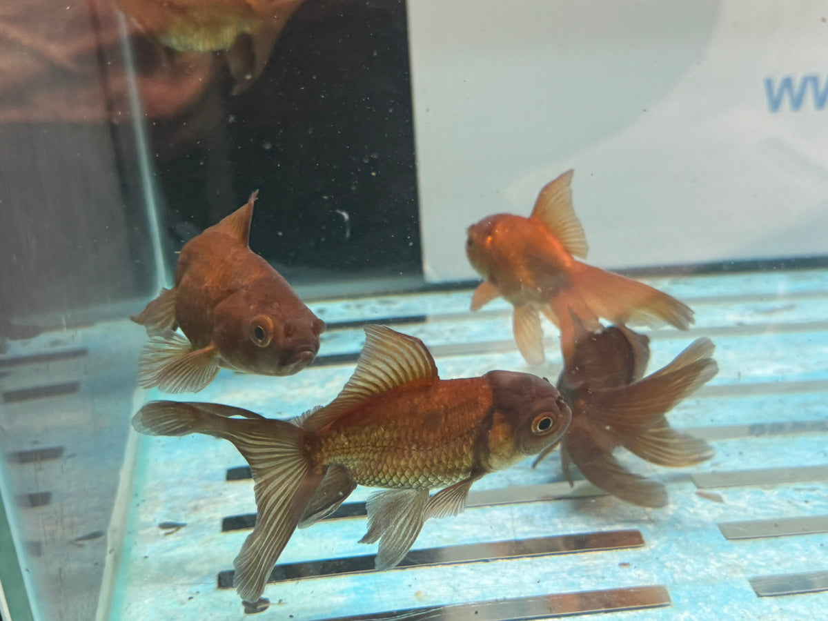 Chocolate Oranda  7-8cm Chinese Fancy Goldfish