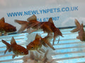 Chocolate Oranda  7-8cm Chinese Fancy Goldfish