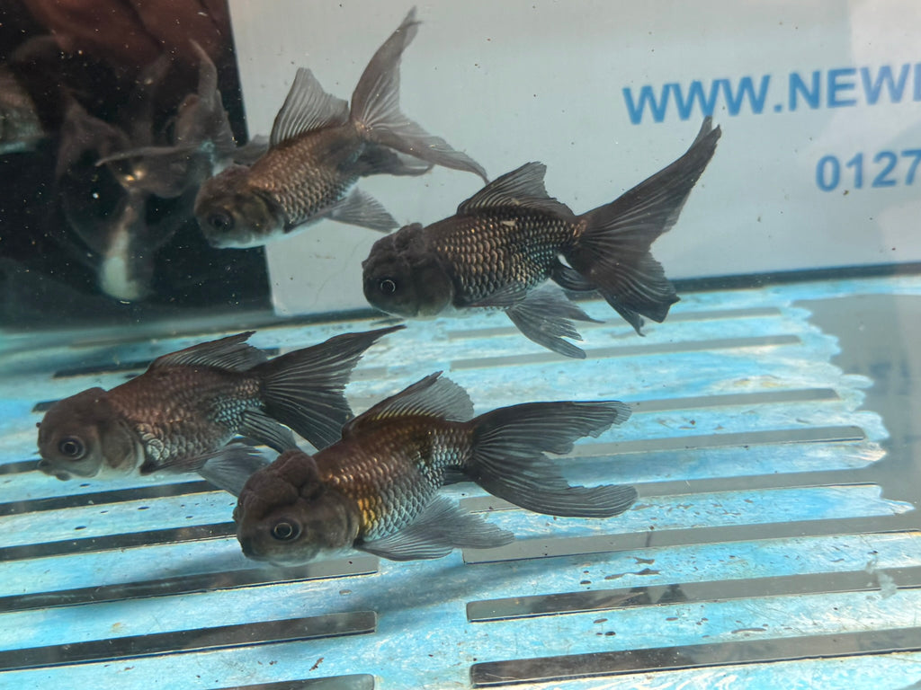 Blue Oranda Chinese Fancy Goldfish 7-8cm (Picked at Random)