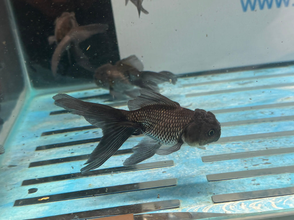 Blue Oranda Chinese Fancy Goldfish 7-8cm (Picked at Random)