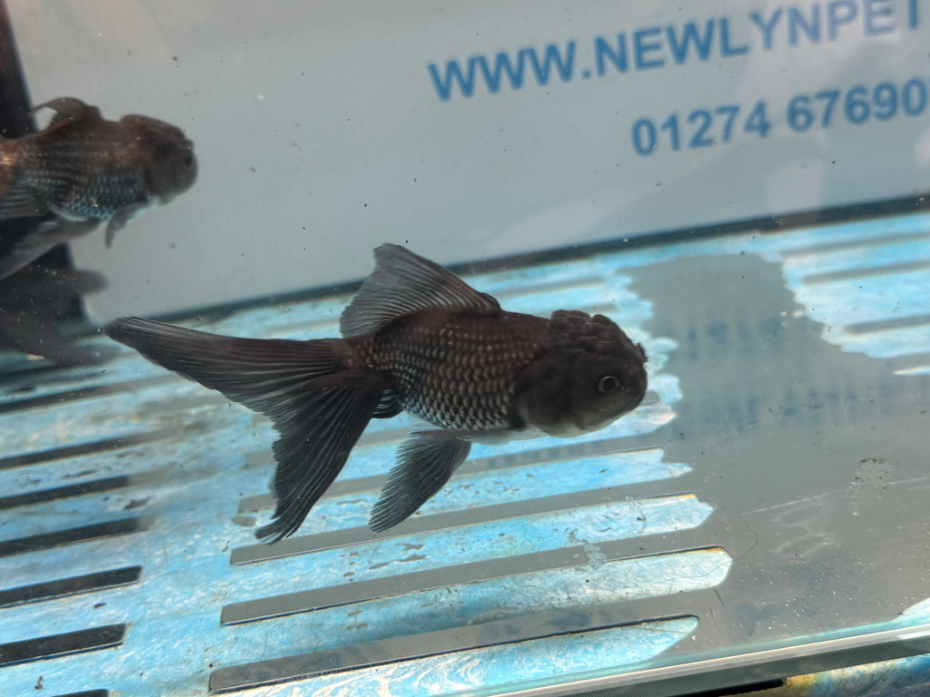 Blue Oranda Chinese Fancy Goldfish 7-8cm (Picked at Random)