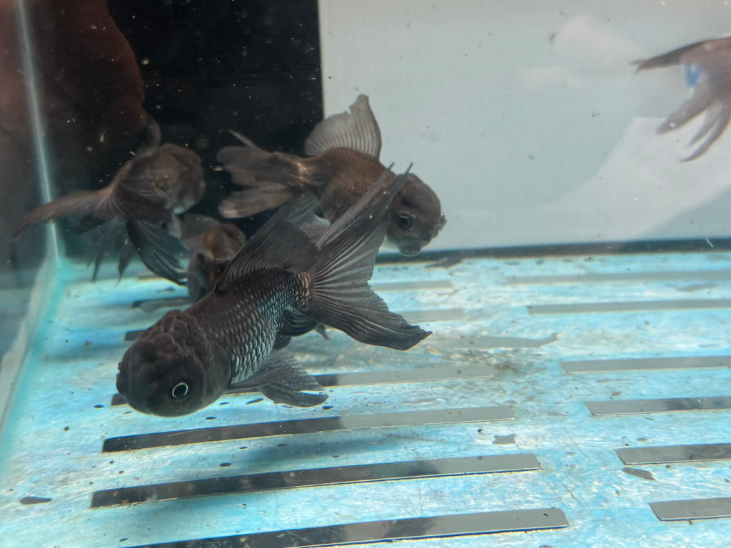 Blue Oranda Chinese Fancy Goldfish 7-8cm (Picked at Random)