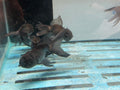 Blue Oranda Chinese Fancy Goldfish 7-8cm (Picked at Random)
