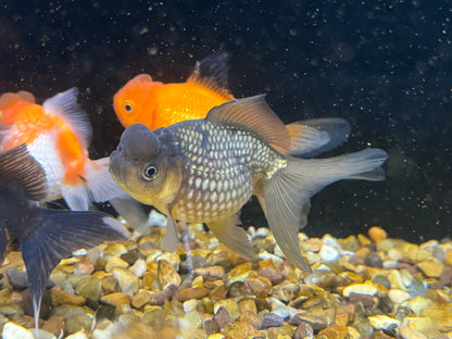 Crown Pearlscale 7-8cm Fancy Goldfish (Picked at Random)