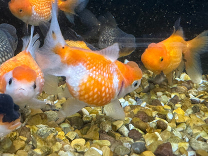 Crown Pearlscale 7-8cm Fancy Goldfish (Picked at Random)