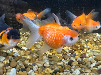 Crown Pearlscale 7-8cm Fancy Goldfish (Picked at Random)