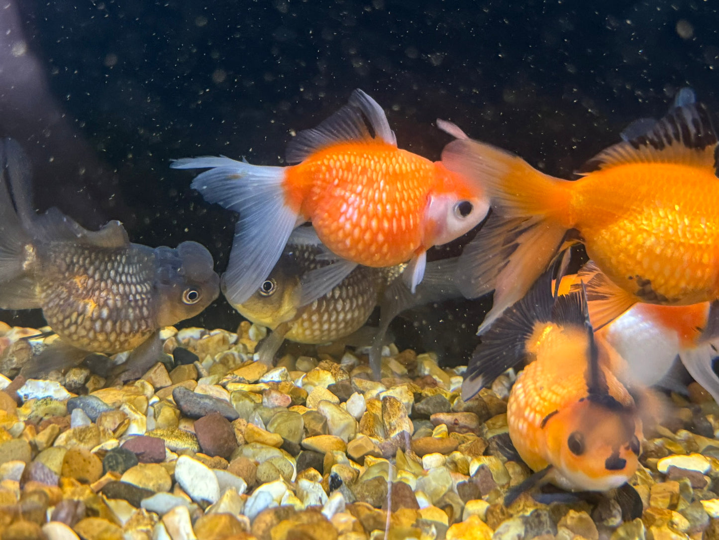 Crown Pearlscale 7-8cm Fancy Goldfish (Picked at Random)