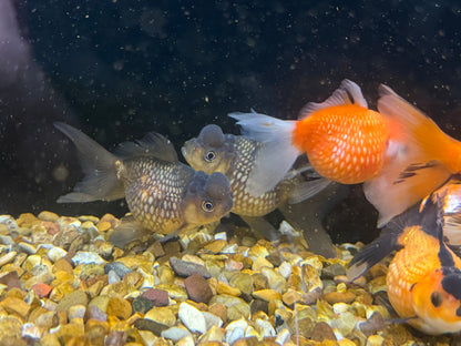 Crown Pearlscale 7-8cm Fancy Goldfish (Picked at Random)