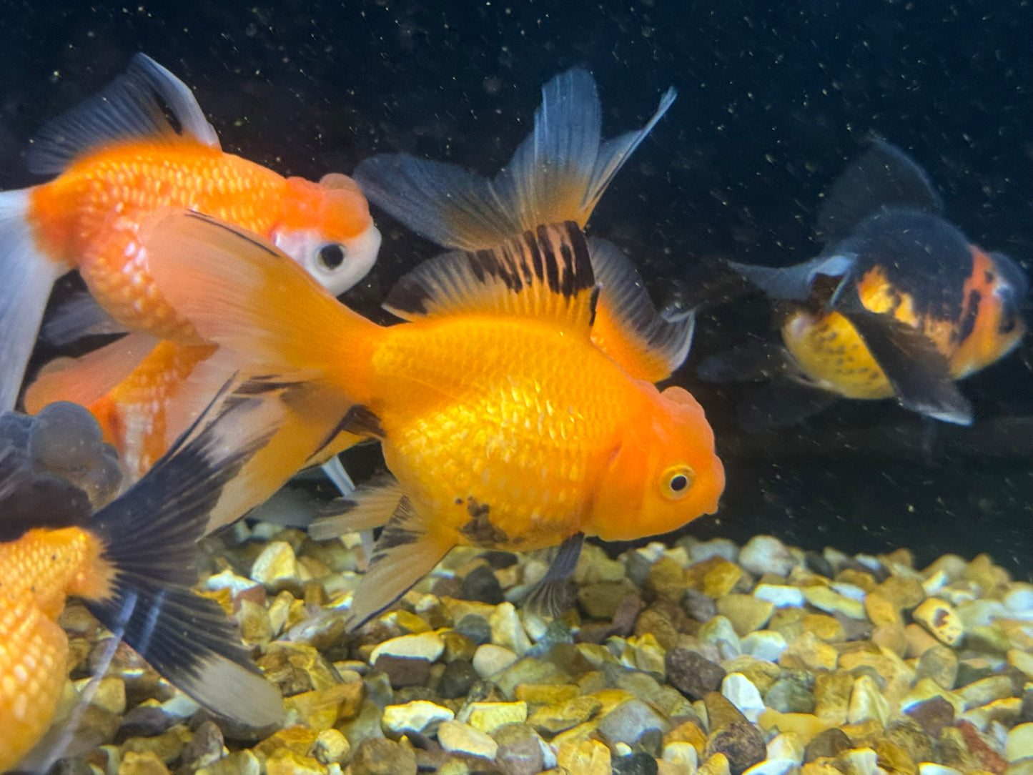 Crown Pearlscale 7-8cm Fancy Goldfish (Picked at Random)