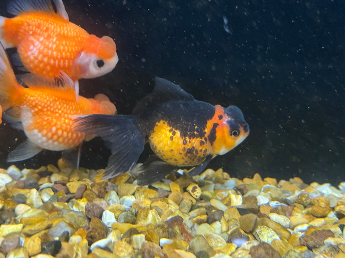 Crown Pearlscale 7-8cm Fancy Goldfish (Picked at Random)