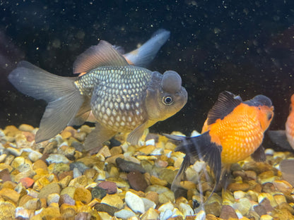 Crown Pearlscale 7-8cm Fancy Goldfish (Picked at Random)