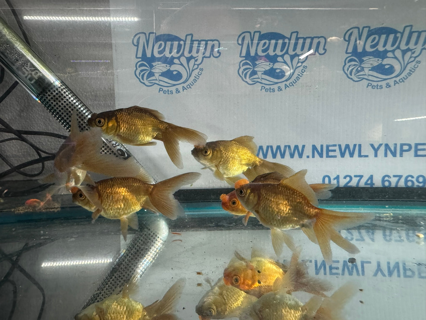 Chocolate Pom Pom 7-8cm Fancy Goldfish (Picked at Random) (BF6B)