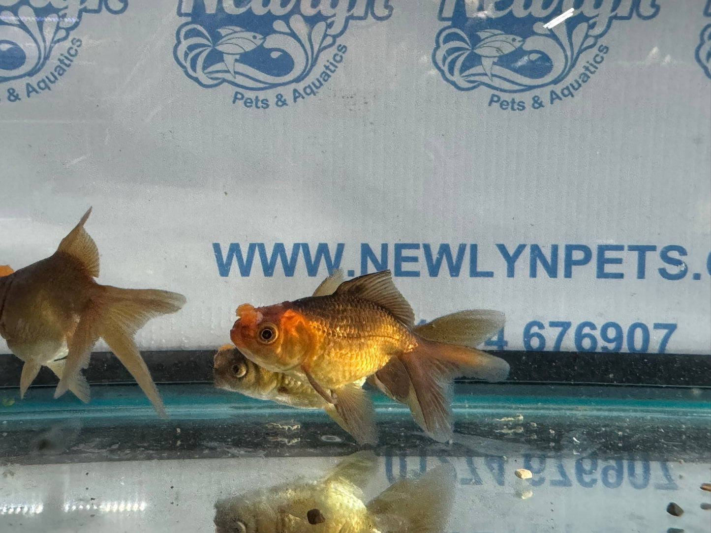 Chocolate Pom Pom 7-8cm Fancy Goldfish (Picked at Random) (BF6B)