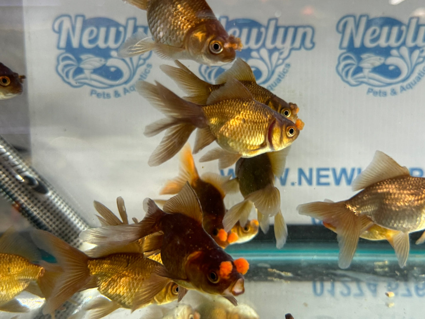 Chocolate Pom Pom 7-8cm Fancy Goldfish (Picked at Random) (BF6B)