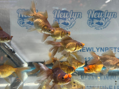 Chocolate Pom Pom 7-8cm Fancy Goldfish (Picked at Random) (BF6B)