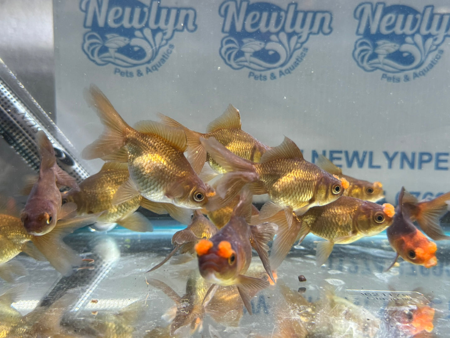 Chocolate Pom Pom 7-8cm Fancy Goldfish (Picked at Random)