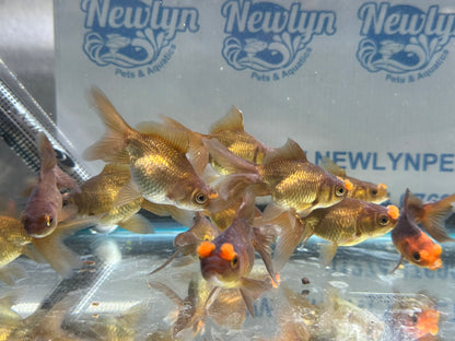 Chocolate Pom Pom 7-8cm Fancy Goldfish (Picked at Random) (BF6B)