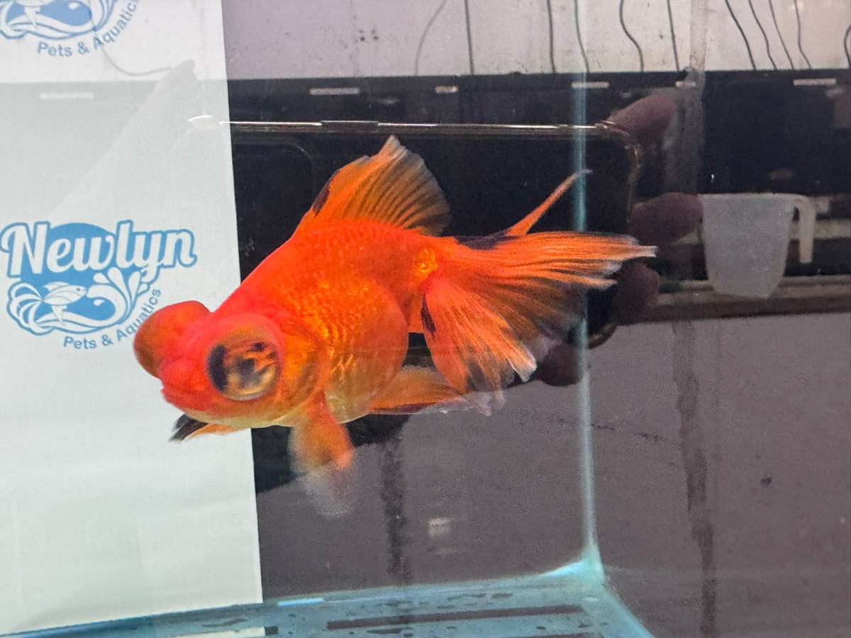 Red/Black Butterfly Moor 9-10cm Chinese Fancy Goldfish #1 Fish In The Photo