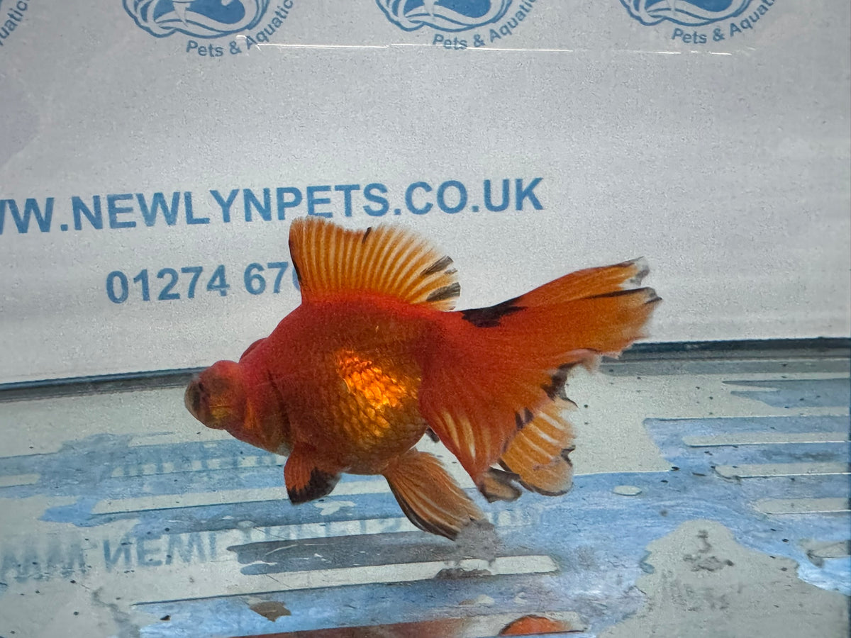 Red/Black Butterfly Moor 9-10cm Chinese Fancy Goldfish #1 Fish In The Photo