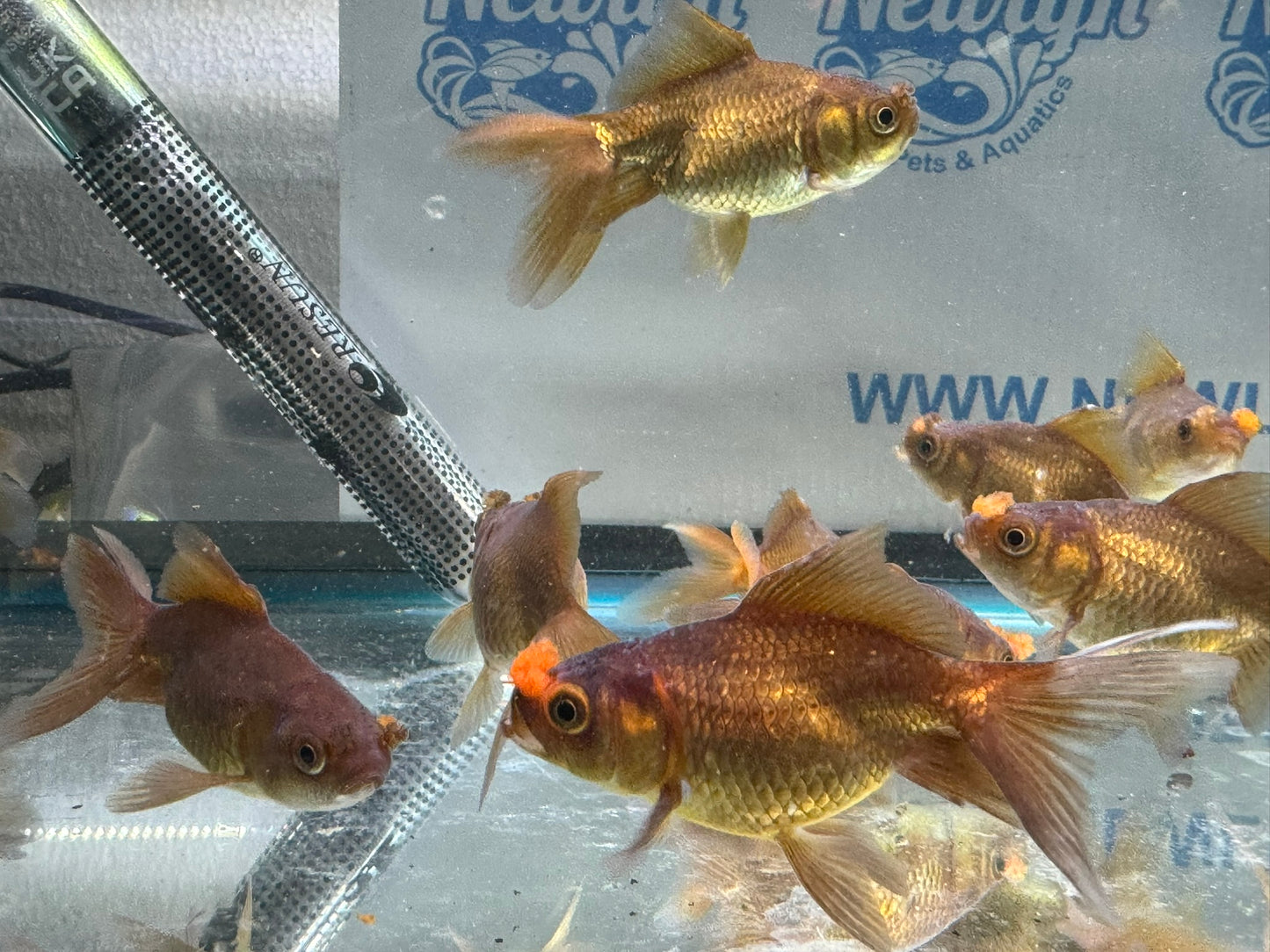 Chocolate Pom Pom 7-8cm Fancy Goldfish (Picked at Random) (BF6B)