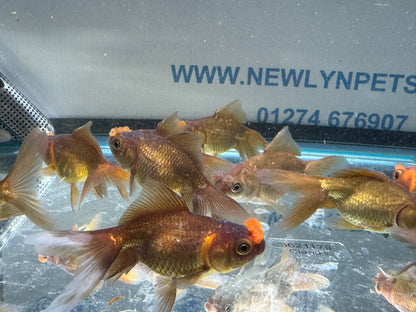 Chocolate Pom Pom 7-8cm Fancy Goldfish (Picked at Random) (BF6B)