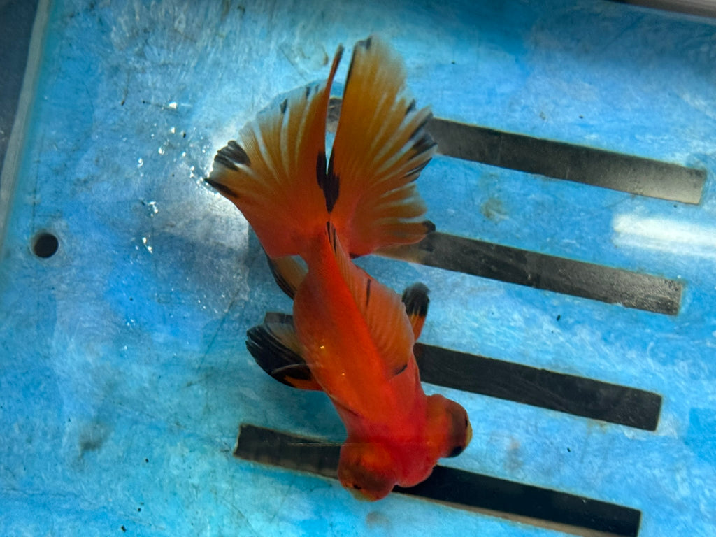 Red/Black Butterfly Moor 9-10cm Chinese Fancy Goldfish #1 Fish In The Photo