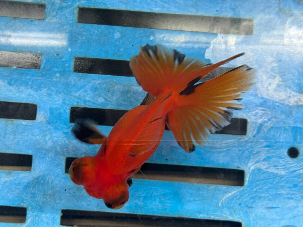 Red/Black Butterfly Moor 9-10cm Chinese Fancy Goldfish #1 Fish In The Photo