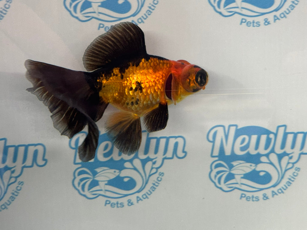 Red/Black Butterfly Moor 9-10cm Chinese Fancy Goldfish #2 Fish In The Photo